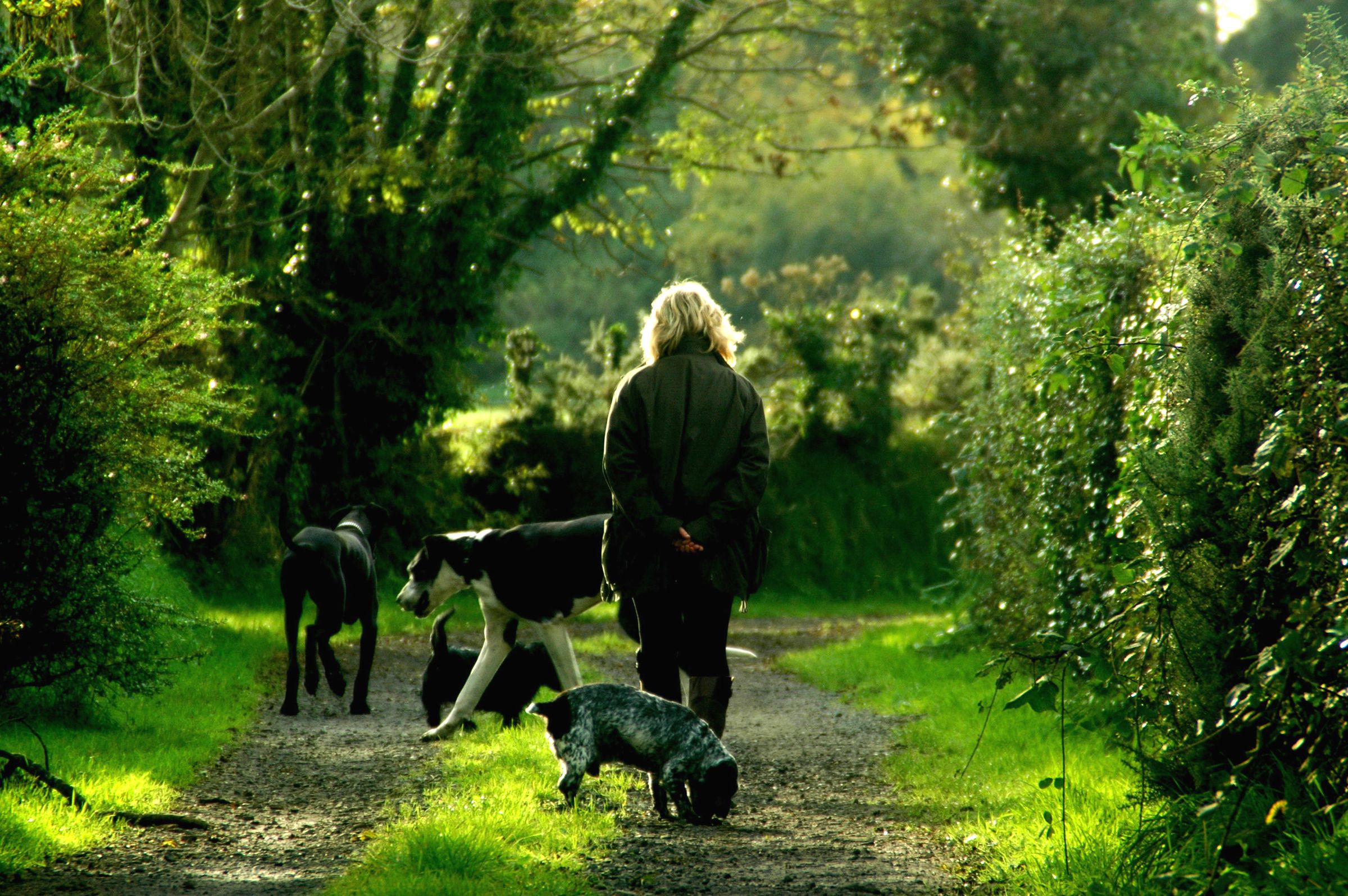 A woman walking four dogs away from the camera along a green, sunlit country lane