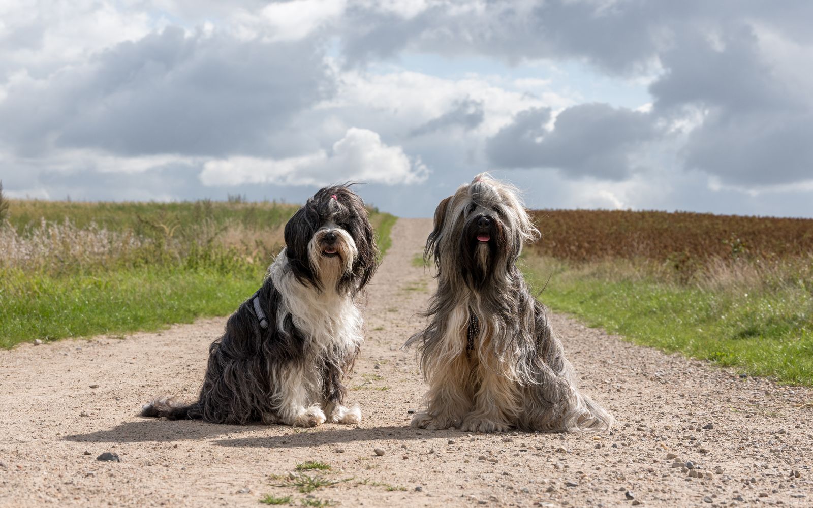 Two shaggy dogs sitting together on a chalk track between two fields