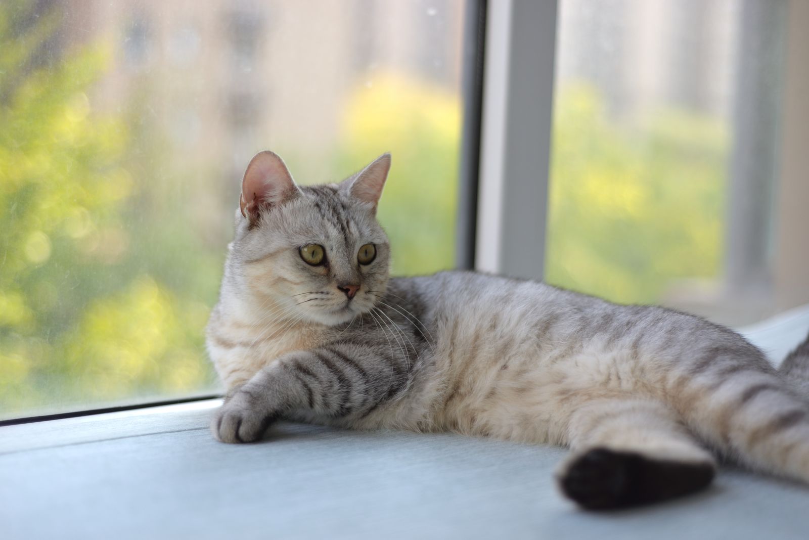 A silver tabby cat lying calmly on a windowsill with a green garden outside