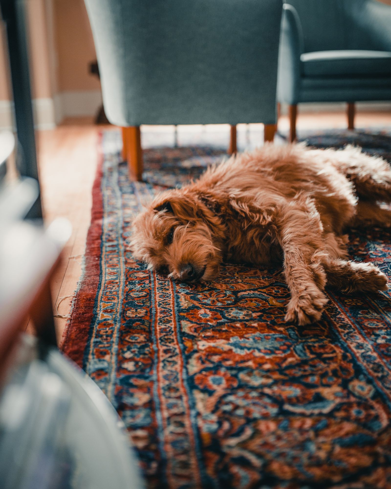 A shaggy dog asleep on a patterned rug in a warm sitting room