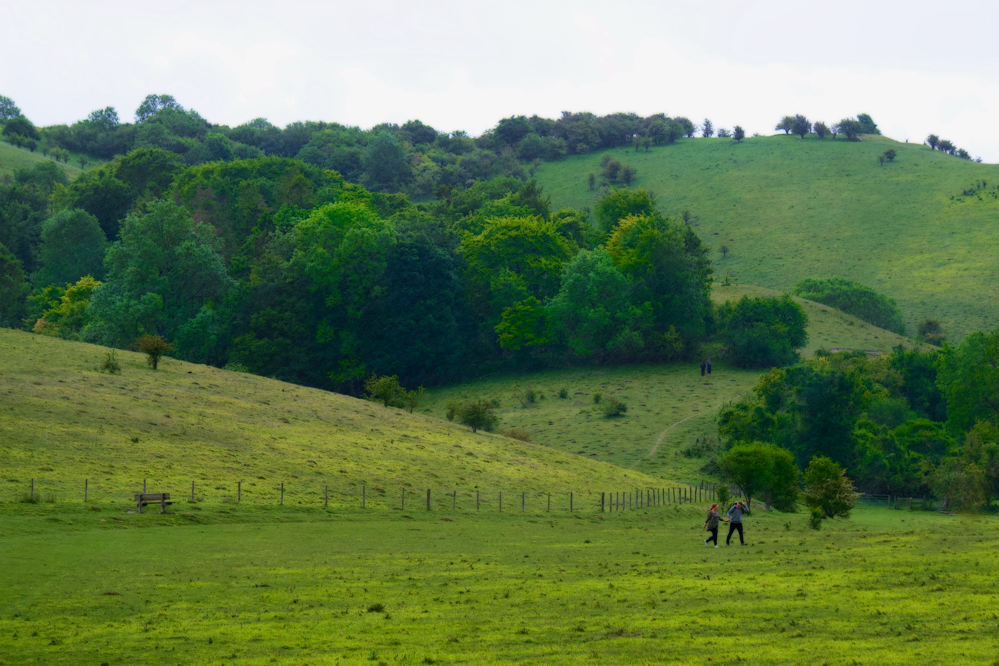 Rolling green downland with hedgerows and trees under a summer sky
